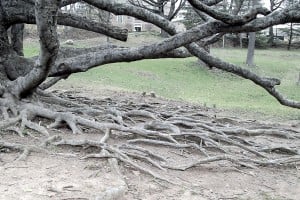Exposed roots