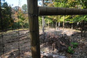 Native plants inside a deer-proof fence