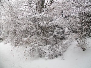 MyVeronaNJ-Snow-Laning