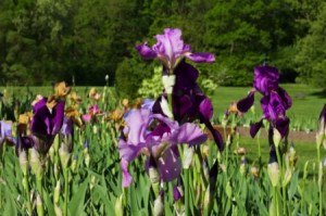 Baristanet reported that the irises have already begun to bloom at Montclair's Presby Memorial Iris Gardens.