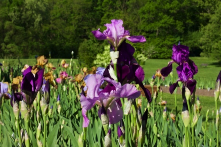 MyVeronaNJ-Presby-Garden-Iris