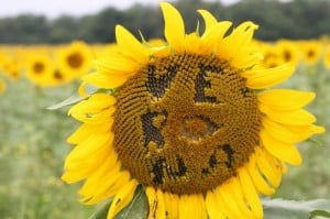 A sunflower that spells VERONA, created by Jordan Warner and photographed by Susan Fenker.