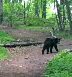A bear in the Mills Reservation this week.