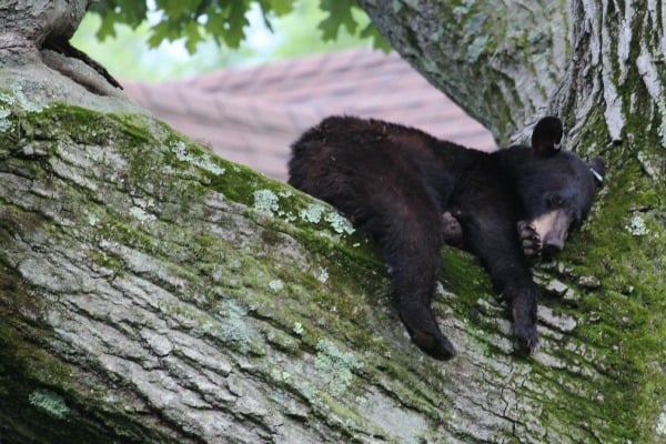Bear-Tree-Nap