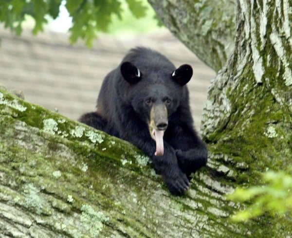 Bear-Tree-Tags
