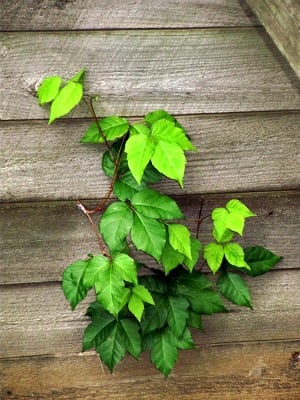 Remember the poison ivy rule: "Leaves of three, leave them be".