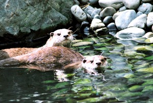 Turtle-Back-Otters