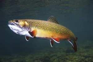 Brook_Trout_2