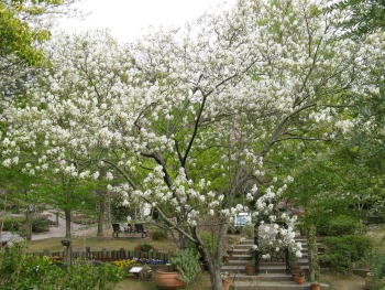 Amelanchier is one of the native plants that the VEC's grant  will bring to the Peckman Woods.