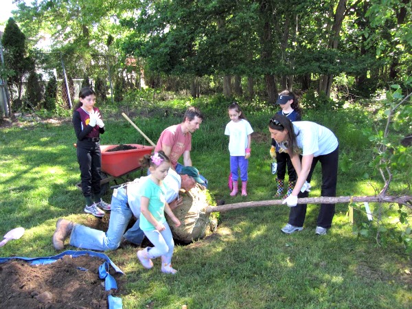 VEC project volunteers used an auger to dig holes for the large trees, then carefully lower them into position