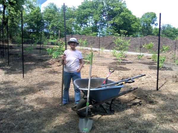 Hilltop Conservancy member Anne Stires shows off the new trees--and the fencing that will protect them from deer