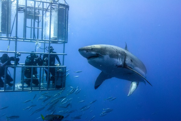 "Great White Shark" is playing in 3D at the American Museum of Natural History. (Photo copyright AMNH.)