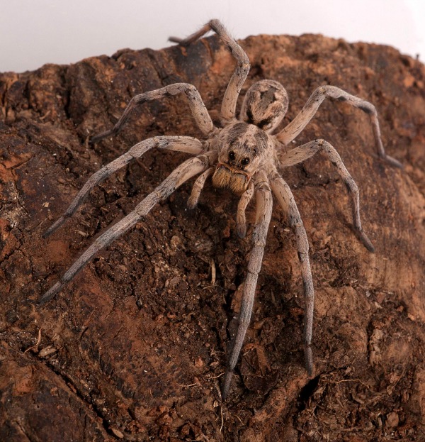 It's not called a wolf spider for nothing: This hunter uses its sharp vision and ability to sense vibrations—like those from beating insect wings. (©AMNH/R. Mickens)