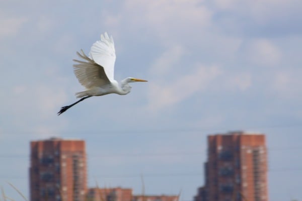 A great egret flying in front of buildings in Secaucus.