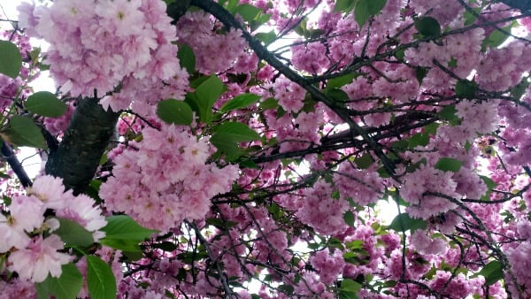 Cherry blossoms on Cumberland.