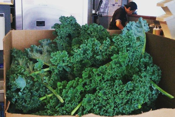 A giant delivery of Morgan's Farm kale to PositiviTea.