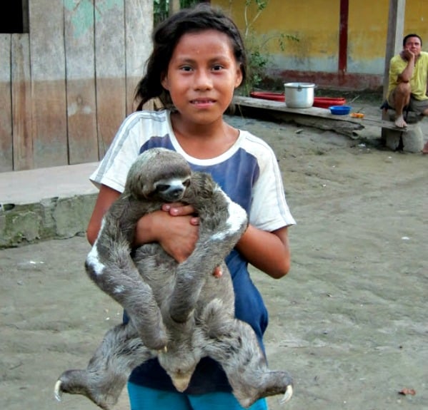 In Cocama villages, a three-toed-sloth is often a pet.