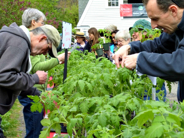 Tomato Shoppers at MG Plant Sale 2015