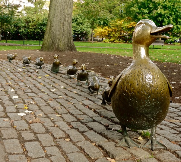 If Verona's ducks continue to wander, we might need a statue like the one they have in Boston.
