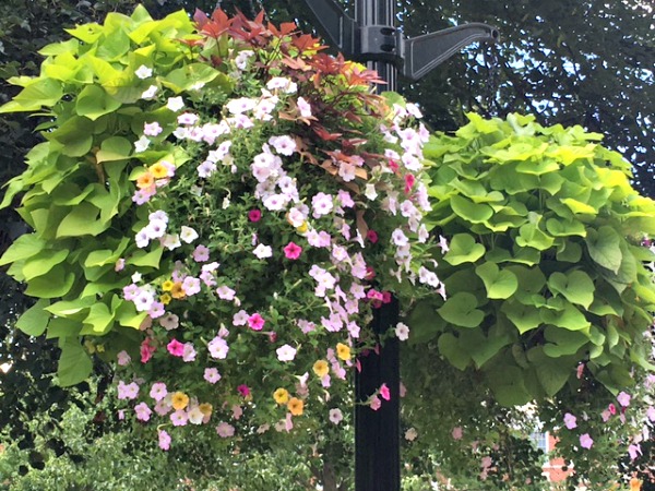 From the hanging baskets in the center of town, to the municipal solar panels and Green Fair, Verona is a pretty "green" town.