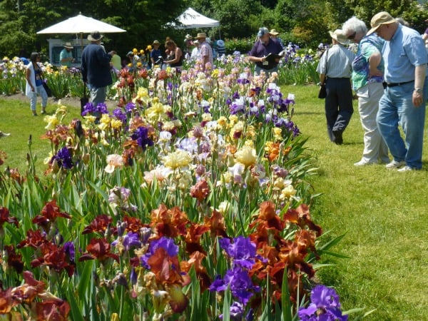 Presby Iris Garden