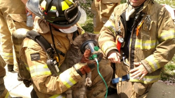 Verona Fire Department cat rescue